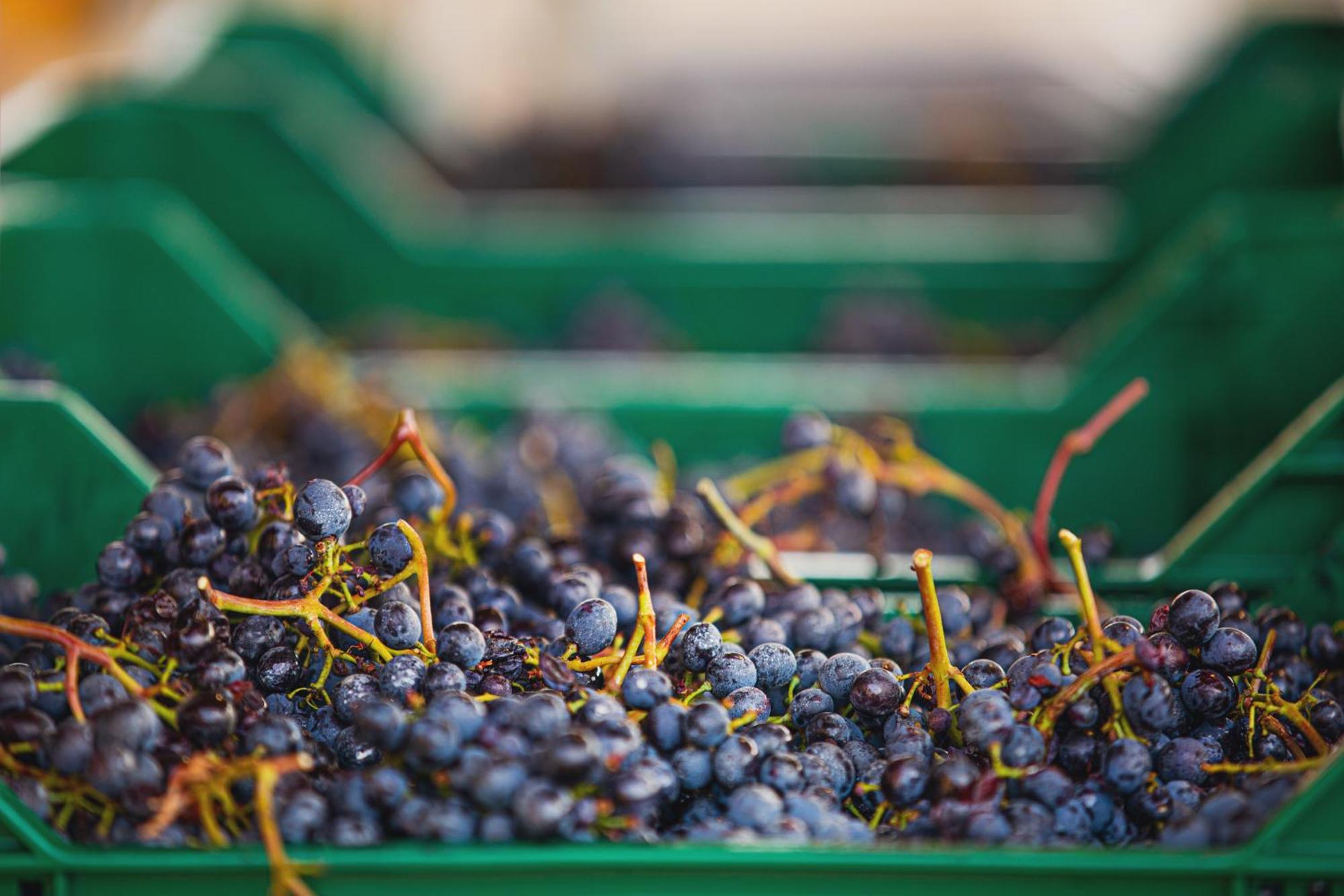 La Valletta Boutique Wine Estate Panzano in Chianti Eksteriør bilde