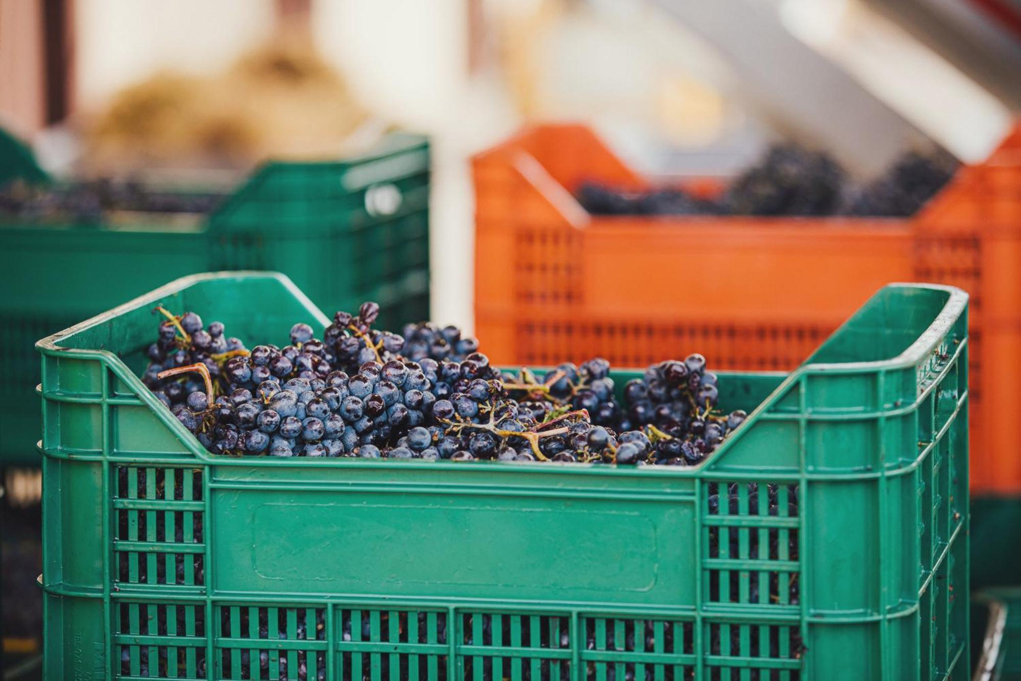 La Valletta Boutique Wine Estate Panzano in Chianti Eksteriør bilde